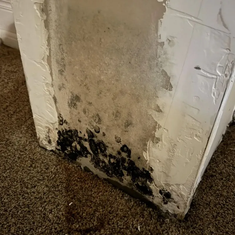 Professional Mold Removal in Stoughton, MA